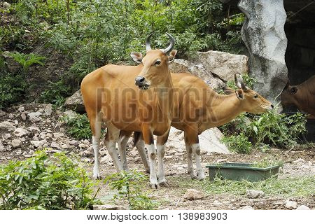 Banteng or Red Bull were standing eating grass.