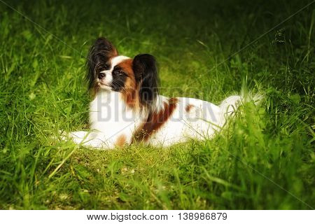 beautiful dog of breed Papillon in summer majestically lying in the grass