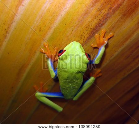 Red eye tree frog climbing up banana leaf.