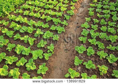 green lettuce crops in growth at vegetable garden