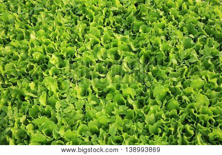 green lettuce crops in growth at vegetable garden