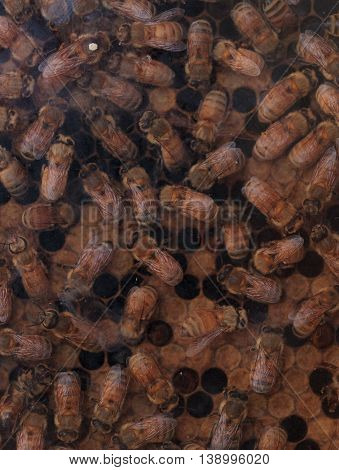 Honeybees, Apis mellifera, kept by a beekeeper for honey. The queen is marked by a white dot so that the keeper may track her.