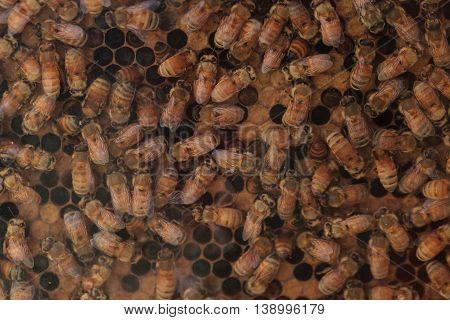 Honeybees, Apis mellifera, kept by a beekeeper for honey. The queen is marked by a white dot so that the keeper may track her.