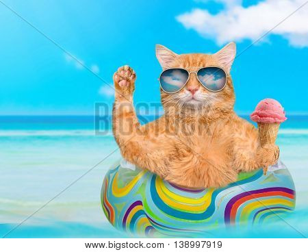 Cat wearing sunglasses relaxing on air mattress in the sea . Red cat eats ice cream.