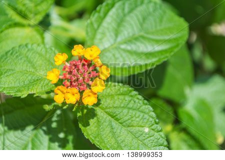 Beautiful yellow Weeping lantana with green leaves in sunshine day.