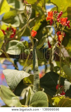 Scarlet runner pole beans growing on a vine in an organic garden in spring in Southern California.