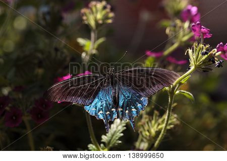Spicebush swallowtail butterfly, Papilio troilus, is found in North America