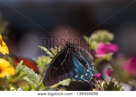 Spicebush swallowtail butterfly, Papilio troilus, is found in North America