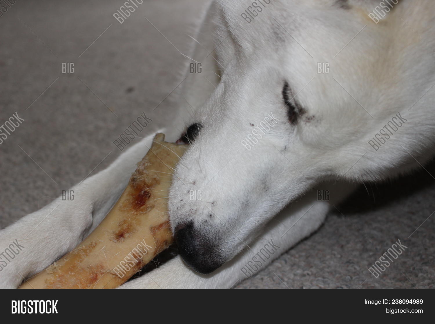 husky chew