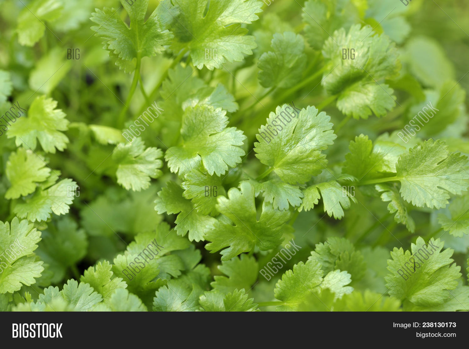 Imagen y foto Coriander (prueba gratis) Bigstock