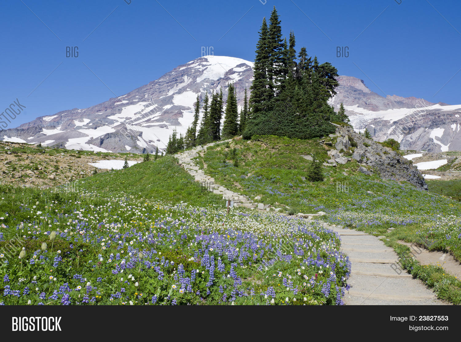 Mount Rainier's Summer Image & Photo (Free Trial) Bigstock