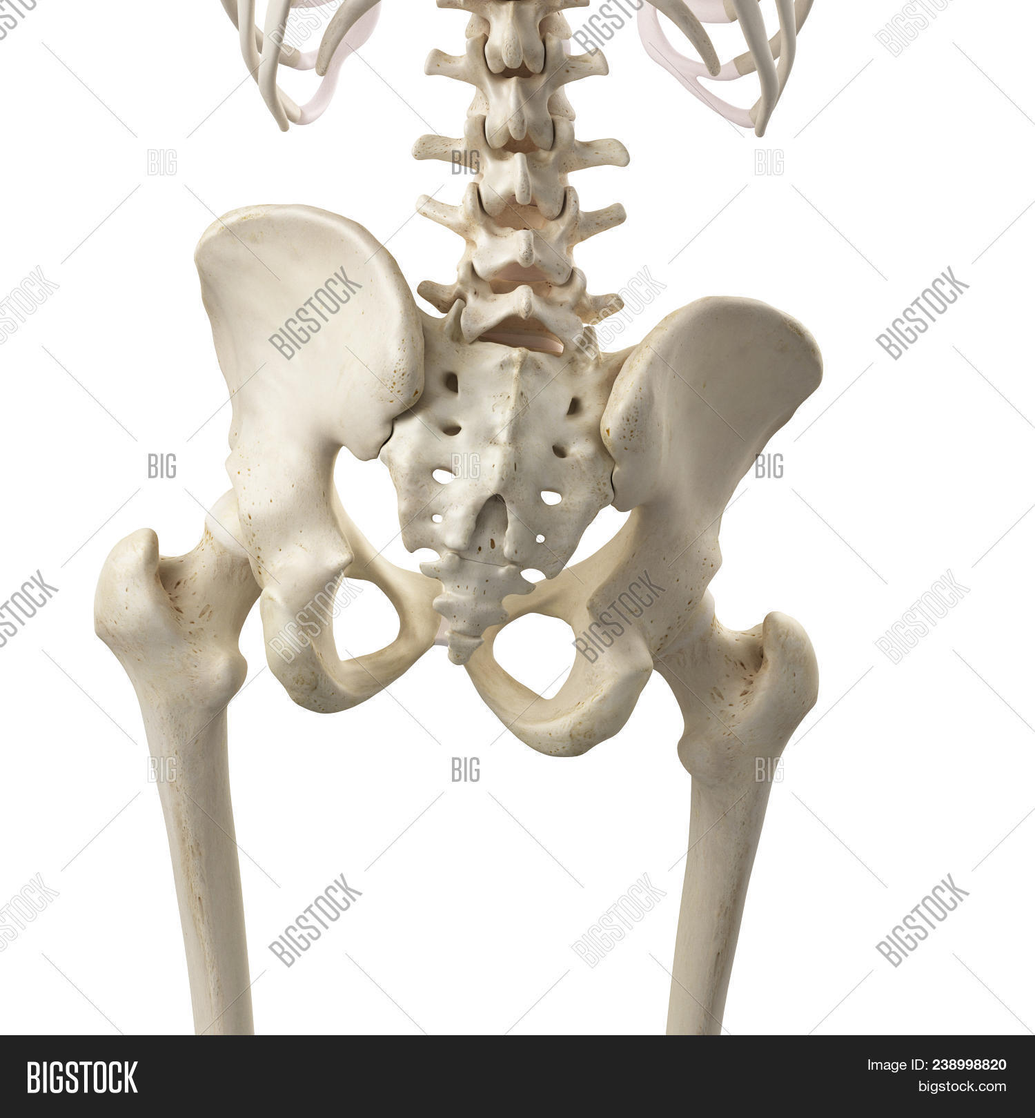 Тазовая кость 3d. Человеческий таз скелет. Тазовая кость анатомия человека. Тазовая кость скелет. Таз человека 3д модель.