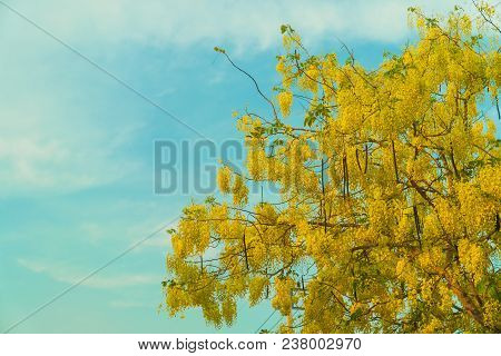 Beautiful Cassia Fistula Flower On White Sky Background. Asia Tree Background.