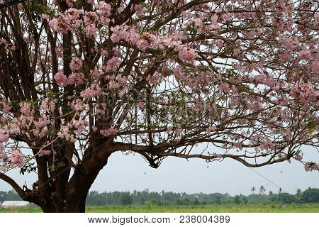 Pink Tabebuia Leaves Falling From Tree In Upcountry Farm