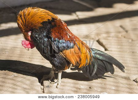 Rooster With Colored Feathers (gallus Lafayetii) Arranges Its Feathers.