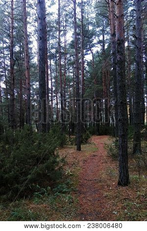 View Of The Forest In The Coniferous Green Forest.