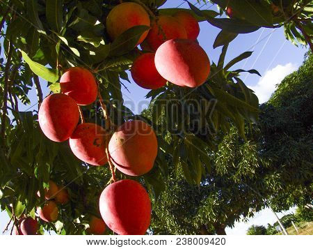 Mango Planting In Irrigated Agriculture Of The São Francisco River Valley, In Petrolina, Pernambuco 