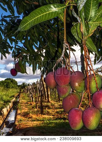 Mango Planting In Irrigated Agriculture Of The São Francisco River Valley, In Petrolina, Pernambuco 