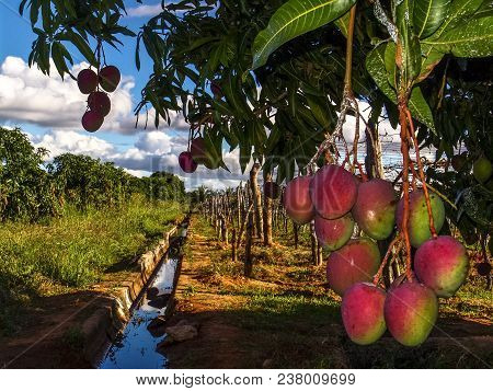 Mango Planting In Irrigated Agriculture Of The São Francisco River Valley, In Petrolina, Pernambuco 