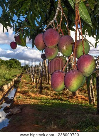 Mango Planting In Irrigated Agriculture Of The São Francisco River Valley, In Petrolina, Pernambuco 