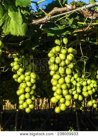 White Grapes On Field Located In Petrolina
