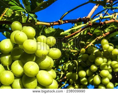 White Grapes On Field In Petrolina, Brazil
