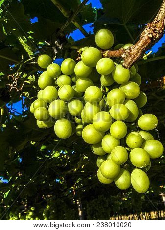 White Grapes On Field In Petrolina, Brazil
