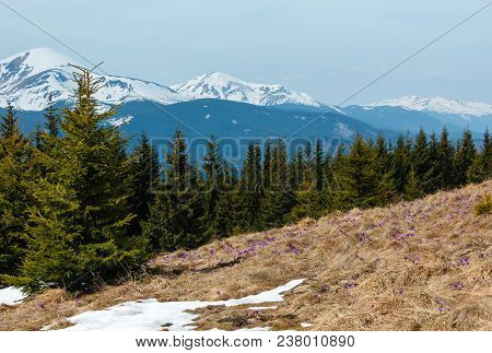 Colorful Blossoming Purple Violet Crocus Heuffelianus (crocus Vernus) Alpine Flowers On Spring Carpa