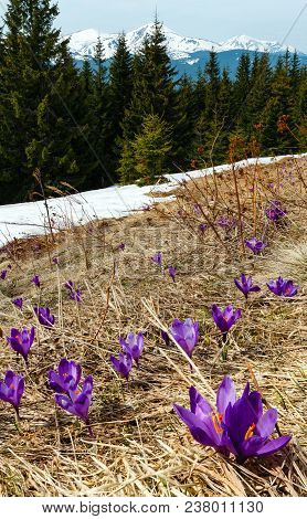 Colorful Blossoming Purple Crocus Heuffelianus (crocus Vernus) Alpine Flowers On Spring Carpathian M
