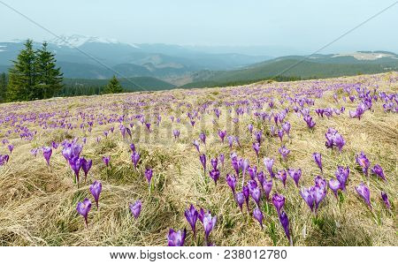Colorful Blooming Purple Violet Crocus Heuffelianus (crocus Vernus) Alpine Flowers On Spring Carpath
