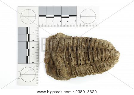 Trilobite Fossil Found Probably In Morocco Documented With Scale And Measure On White Background