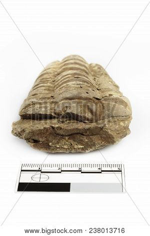 Trilobite Fossil Found Probably In Morocco Documented With Scale And Measure On White Background