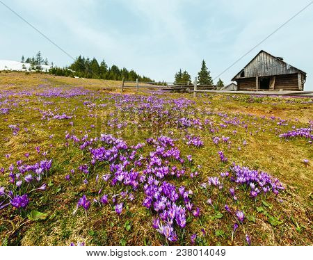 Colorful Blooming Purple Violet Crocus Heuffelianus (crocus Vernus) Alpine Flowers On Spring Carpath