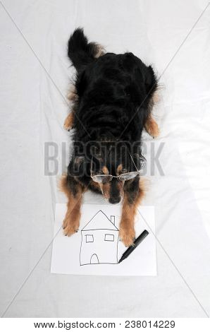 One Female Old Black Dog Drawing On A White Paper
