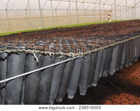 Araras, Sp, Brasil, 05/09/2007. Worker Irrigates The Orange Seedlings In A Nursery In Company Locate