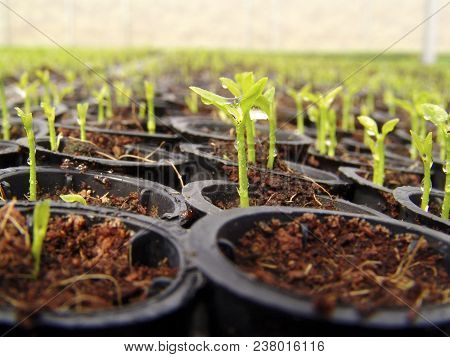 Orange Seedlings In A Nursery Located In The Municipality Of Araras, Sp
