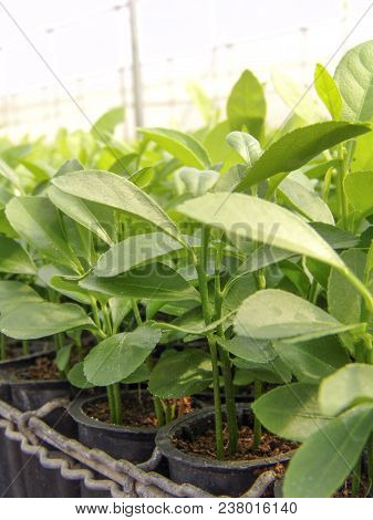Orange Seedlings In A Nursery  Located In The Municipality Of Araras, Sp
