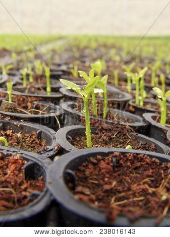 Orange Seedlings In A Nursery Located In The Municipality Of Araras, Sp