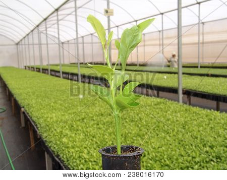 Araras, Sp, Brazil, 05/09/2007. Worker Irrigates The Orange Seedlings In A Nursery Of The Company Sa
