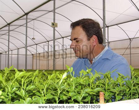 Araras, Sp, Brasil, 05/09/2007. Agronomist Analyzes Orange Seedlings In A Nursery Located In The Mun