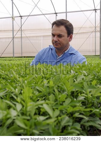 Araras, Sp, Brazil, 05/09/2007. Agronomic Engineer Analyzes Orange Seedlings In A Nursery Located In