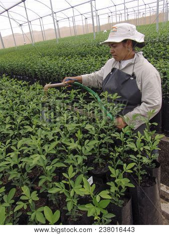 Araras, Sp, Brazil, 05/09/2007. Worker Irrigates The Orange Seedlings In A Nursery Of The Company Sa