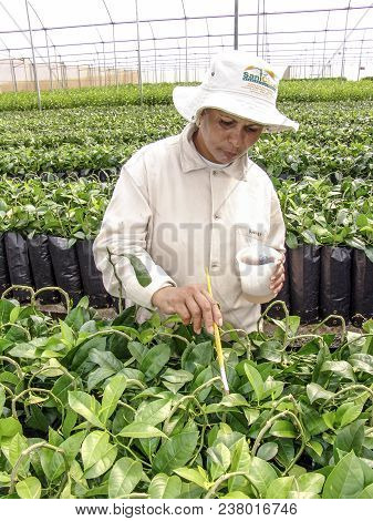 Araras, Sp, Brazil, 05/09/2007. Work Of Creation And Pruning Of The Orange Seedlings In A Nursery , 