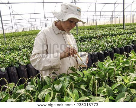 Araras, Sp, Brazil, 05/09/2007. Work Of Creation And Pruning Of The Orange Seedlings In A Nursery , 
