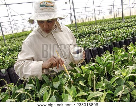 Araras, Sp, Brazil, 05/09/2007. Work Of Creation And Pruning Of The Orange Seedlings In A Nursery Of