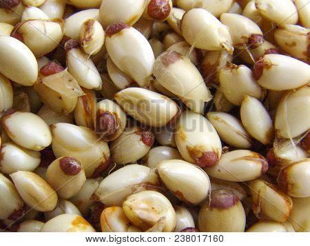 Orange Seeds Produced In The Municipality Of Araras, Sp