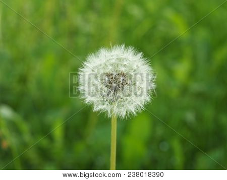 White Dandelion (taraxacum Officinale) Aka Common Dandelion Flower Bloom