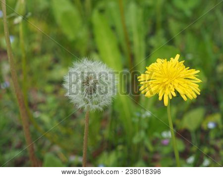 Common Dandelion Flower