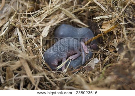 Nest Of Rodent Water Curative (neomys Fodiens) With Newborn Babies.