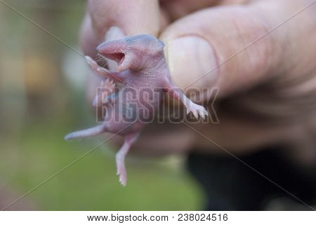 The Man Holds The Fingers Of A Tiny Newborn Baby Shrew (neomys Fodiens)